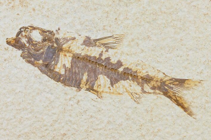 Bargain, Fossil Fish (Knightia) - Wyoming #126032